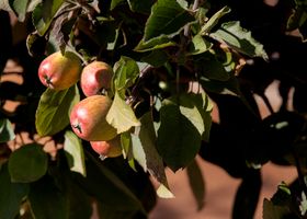 The Orchard at 6:10